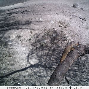 Red Mongoose Trail Camera