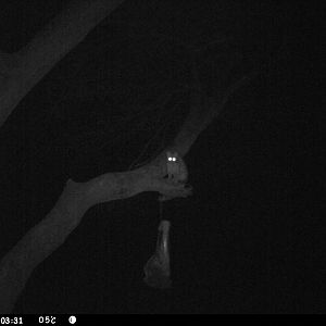 Genet Cat Trail Camera