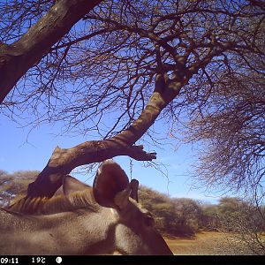 Greater Kudu Trail Camera