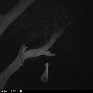 Genet Cat Trail Camera