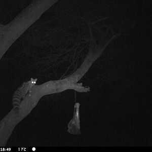 Genet Cat Trail Camera