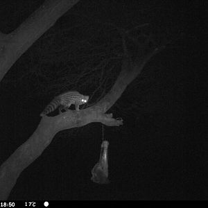 Genet Cat Trail Camera