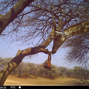 Giraffe Trail Camera