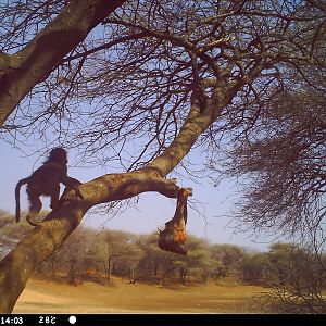 Baboon Trail Camera