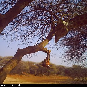 Giraffe Trail Camera