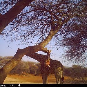 Giraffe Trail Camera