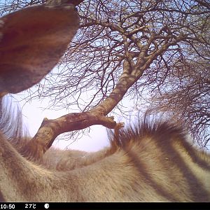 Greater Kudu Trail Camera