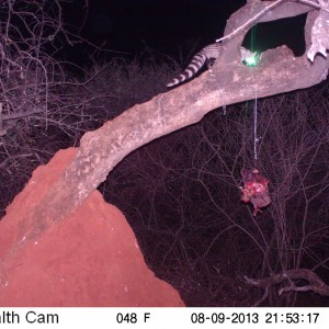 Genet Cat Trail Camera