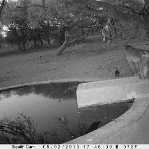 Honey Badger Trail Camera