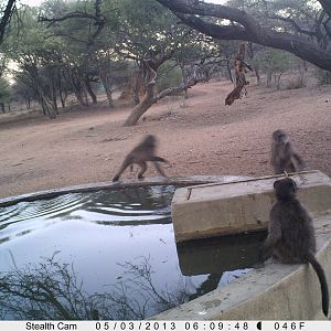 Baboon Trail Camera