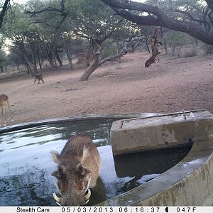 Warthog Trail Camera