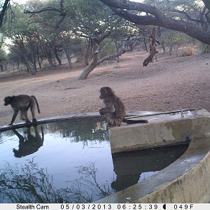 Baboon Trail Camera