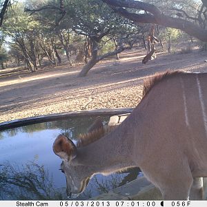 Greater Kudu Trail Camera