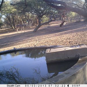 Greater Kudu Trail Camera