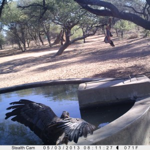 Bird of Prey Trail Camera