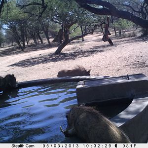 Warthog Trail Camera