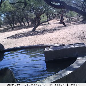 Warthog Trail Camera