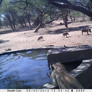 Warthog Trail Camera