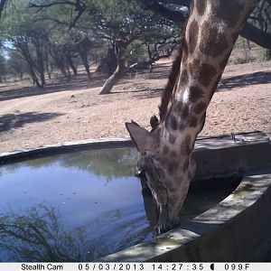 Giraffe Trail Camera