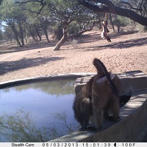 Baboon Trail Camera