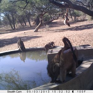 Baboon Trail Camera