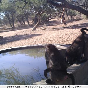 Baboon Trail Camera