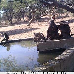 Baboon Trail Camera