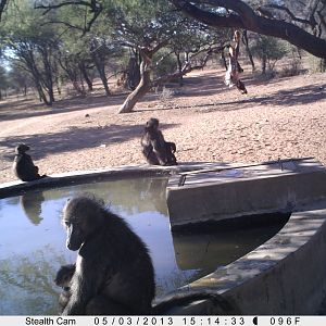 Baboon Trail Camera