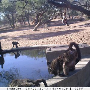 Baboon Trail Camera