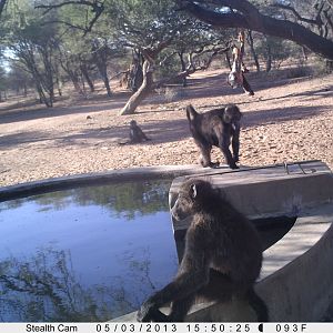 Baboon Trail Camera