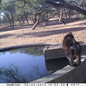 Baboon Trail Camera