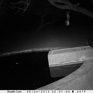 Brown Hyena Trail Camera