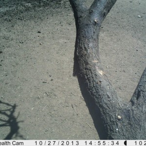 Warthog Trail Camera