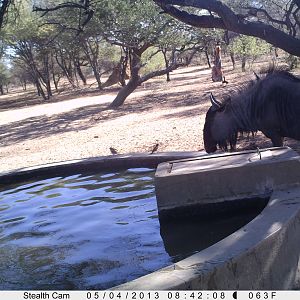 Blue Wildebeest Trail Camera