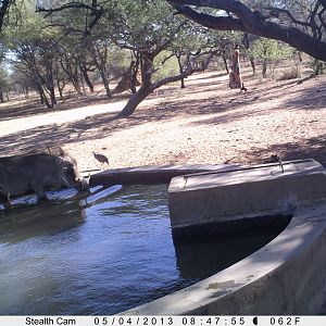 Warthog Trail Camera