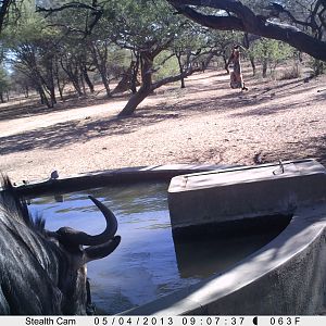 Blue Wildebeest Trail Camera