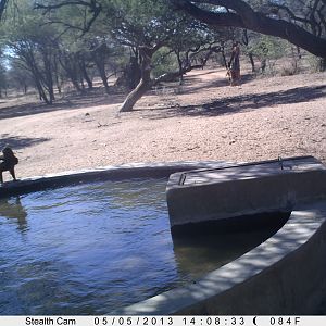 Eagle Trail Camera