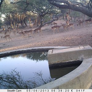 Impala Trail Camera