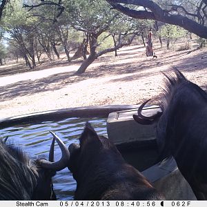 Blue Wildebeest Trail Camera