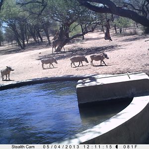 Warthog Trail Camera