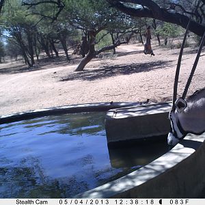 Gemsbok Trail Camera