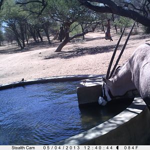 Gemsbok Trail Camera