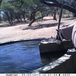 Gemsbok Trail Camera