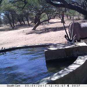 Gemsbok Trail Camera