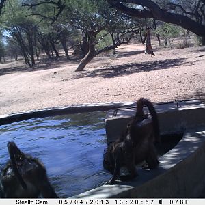 Baboon Trail Camera