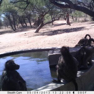 Baboon Trail Camera