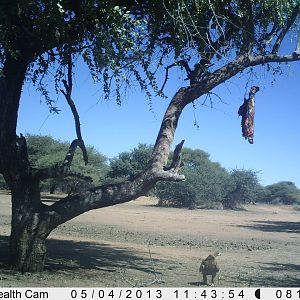 Eagle Trail Camera