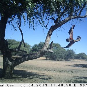 Eagle Trail Camera