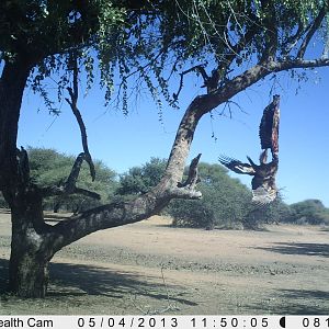 Eagle Trail Camera