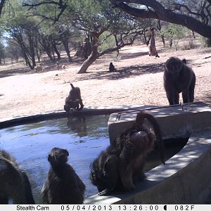 Baboon Trail Camera